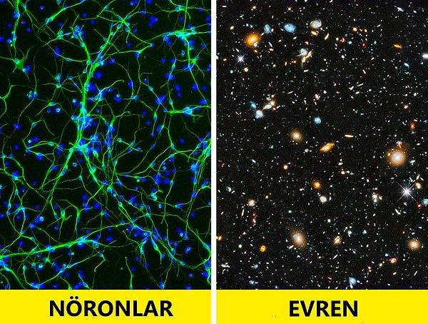 3. Evrendeki galaksilere benzeyen insan hipokampus nöronları: