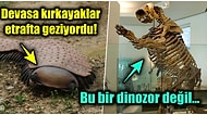 5 Gözlü Balıklar, Devasa Böcekler... İnsanlardan Milyonlarca Yıl Önce Doğada Yaşamış Olan En İlginç Türler