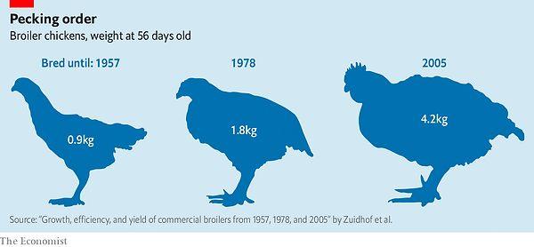 Üstelik doğal yollarla olgunlaşması 4 ay süren tavukların günümüzde yetişme süreci 47 güne kadar indi! Yani bir nevi bebek tavukları tüketiyoruz.