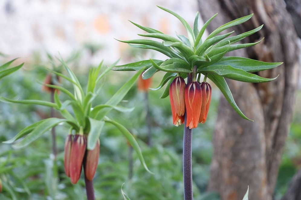 Sadece 20 Gün Yaşayan Ters Lale Çiçeğini Koparmanın Cezası 109 Bin TL!