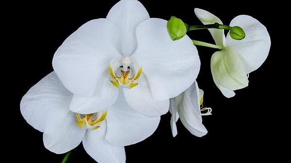 8. Güzelleri güzeli orkidenin anlamı hangisi?