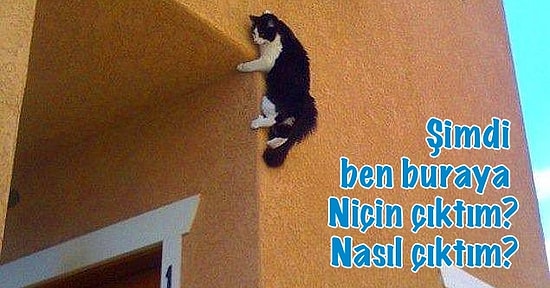 Kendini Arıyorken Olmaktan Korktuğu Yerde Olan 12 Minik Dost