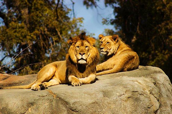 Tanzanya'da yaşadıkları bölgede aslanların olması yüzünden hayatları tehdit altında olan Barabaig kabilesi, aslan avcılığı yapıyordu.