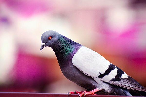8. Kuş beyinli diye isimlendirilen güvercinler, aslında bir kez gördükleri yüzü ömürleri boyunca unutmayacak kadar zeki canlılar.