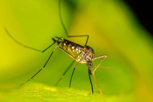 17. Sivrisinekler siyah beyaz görmezler. Renkleri iyi ayırt edebilen bu canlılar özellikle yeşil, siyah ve kırmızı renklere karşı daha saldırgan oluyorlar.