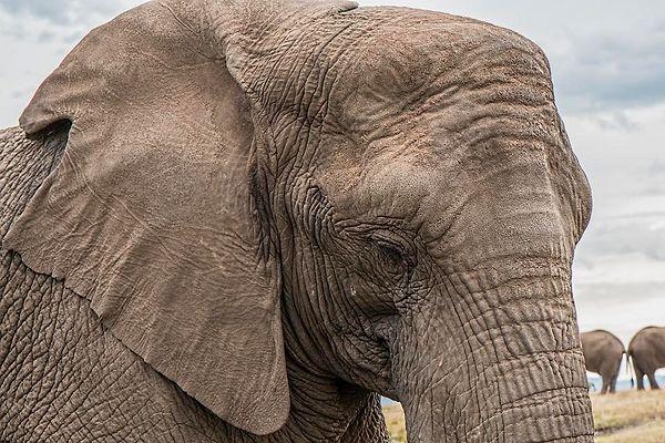 18. Filler fareden korkmazlar. Bu canlıların cüssesi ne kadar büyükse göz bozuklukları da o kadar yaygın oluyor. Uzağı da yakını da bulanık gören filler, yanlarında küçük bir hayvan belirince doğal olarak ürkerler.