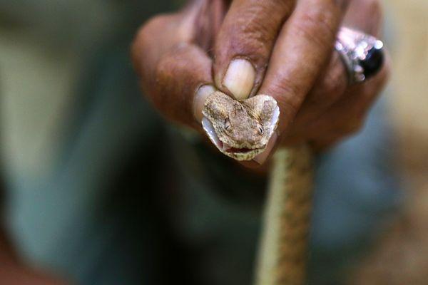 Çünkü 55 yaşındaki Sukur, babasından edindiği tecrübeler sayesinde evinde çok sayıda yılan besliyor.