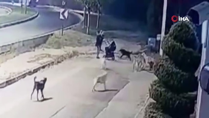 10'dan Fazla Köpeğin Bebek Arabalı Aile ve Vatandaşlara Kâbus Yaşattığı Anlar