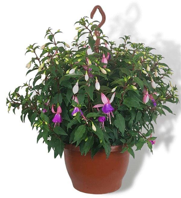 15. Küpe Çiçeği - Fuchsia Hybida