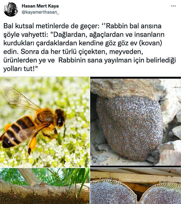 2. Önce balın kutsal metinlerde nasıl geçtiğinden bahseden Kaya,