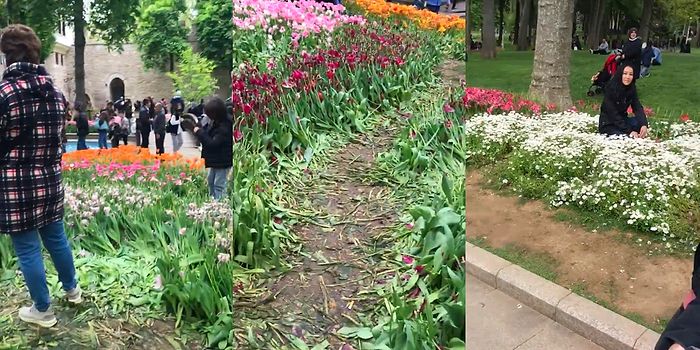 İstanbul'da Gülhane Parkı'na Giden Kişilerin Fotoğraf Çekimi İçin Çiçekleri Ezip Kopardığı Anlar Gündem Oldu