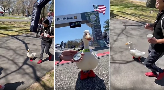 Yüzlerce İnsan ile Birlikte Spor Ayakkabılarıyla Maraton Koşusuna Katılan Ördeğe Madalya Verdiler