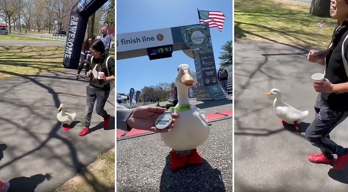Yüzlerce İnsan ile Birlikte Spor Ayakkabılarıyla Maraton Koşusuna Katılan Ördeğe Madalya Verdiler