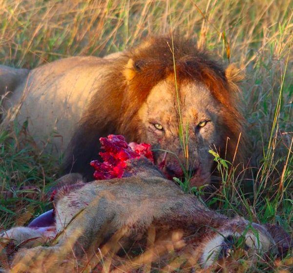 6. Erkek bir aslanın avlandıktan sonraki ürkütücü ancak bir o kadar da gururlu bakışları: