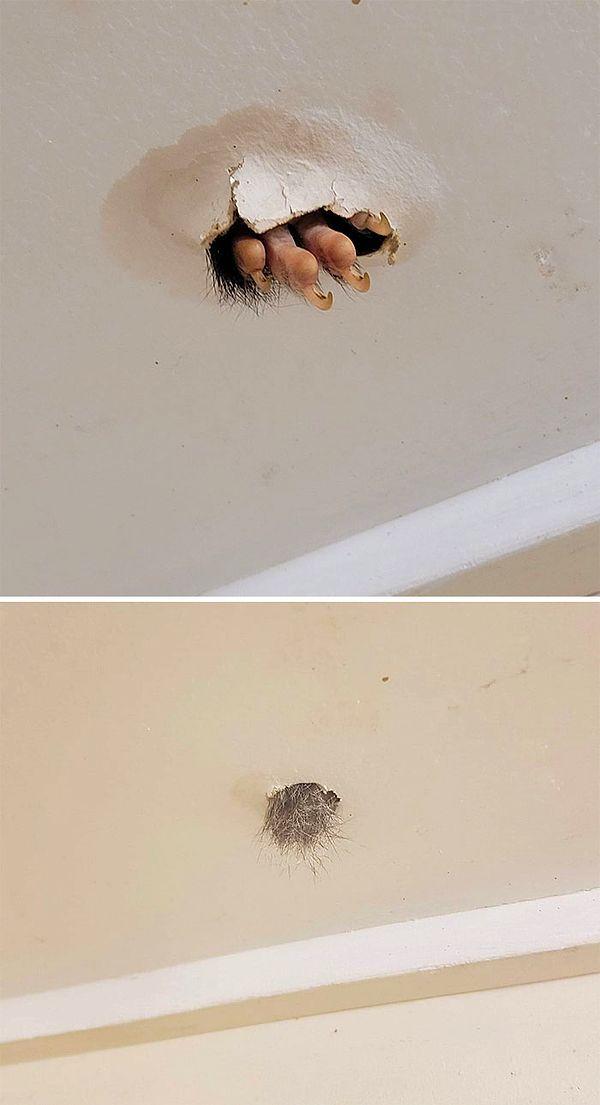 16. Fırça kuyruklu Avustralya keseli sıçanının ayağı banyo tavanında...