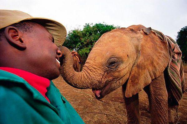 6. Yetim kalmış bir filin kendisine bakan adama vermiş olduğu sevgi dolu tepki: