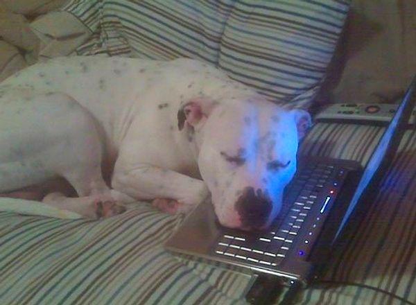 7. 5 aydır görmediği sahibiyle görüntülü konuşan ve görüşme bittikten sonrasında bile bilgisayarın başında ayrılmayan köpek:🥺
