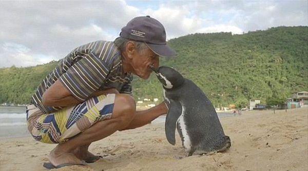 8. Bu penguen her yıl hayatını kurtaran bu adamı görebilmek için 8 bin kilometre yüzüyormuş...