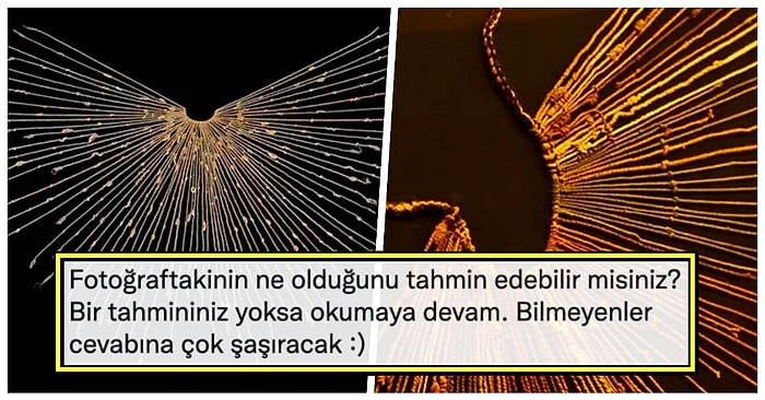 Fotoğrafta Gördüğünüz Şeyin Ne Olduğunu Öğrendikten Sonra Günlük Aydınlanma Limitinizi Dolduracaksınız