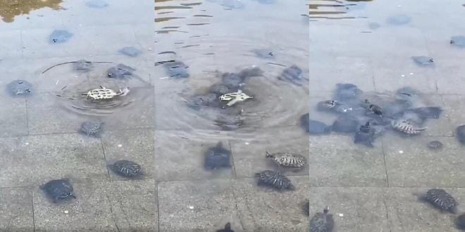 Su Üstünde Ters Dönen Dostlarına El Birliği ile Düzeltmeye Çalışan Kaplumbağalar İçinizi Yumuşacık Yapacak