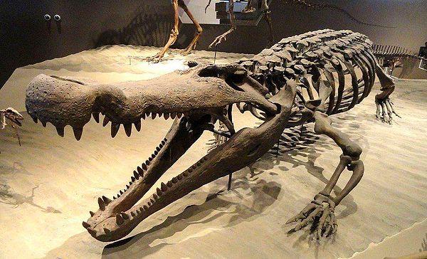 14. Fosil kanıtlara dayanarak şimdiye kadar yaşayan en uzun timsahın 12 metre boyunda ve 8 bin kilo ağırlığında olduğu söylenebilir.