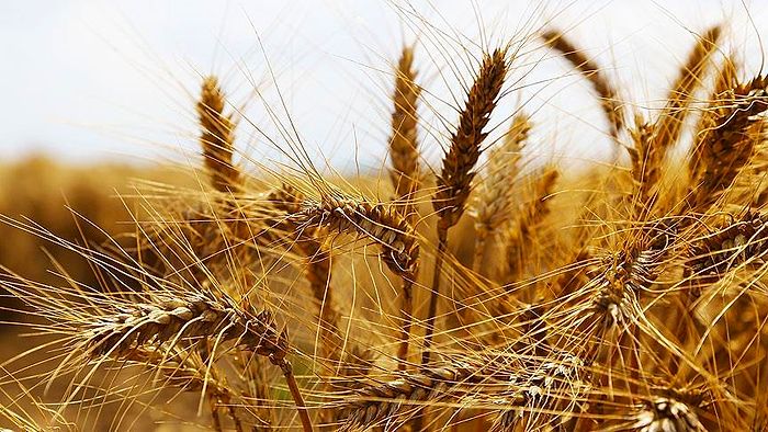 Türkiye'de Üretim Gerileyince Hindistan'dan Buğday İthalatı Başladı