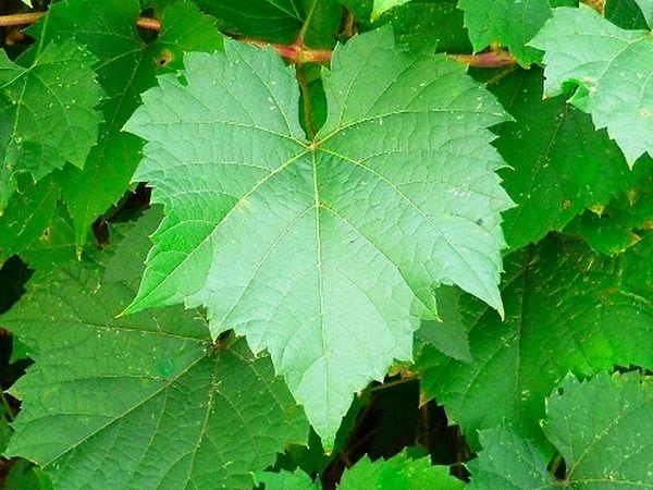 Alaşehir asma yaprağı. Manisa'nın Alaşehir ilçesinde üretilen asma yaprağı çekirdeksiz üzümlerin yapraklarıdır. 2021'de coğrafi tescilini almıştır.