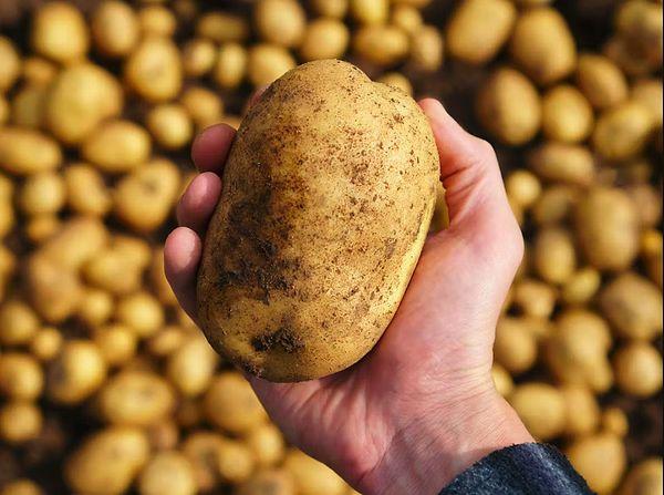 Şuhut patatesi. Afyon'un Şuhut ilçesinde üretilen Şuhut patatesi kışlık ve depolamaya dayanıklı bir patates türüdür. 2022'de coğrafi olarak tescillenmiştir.