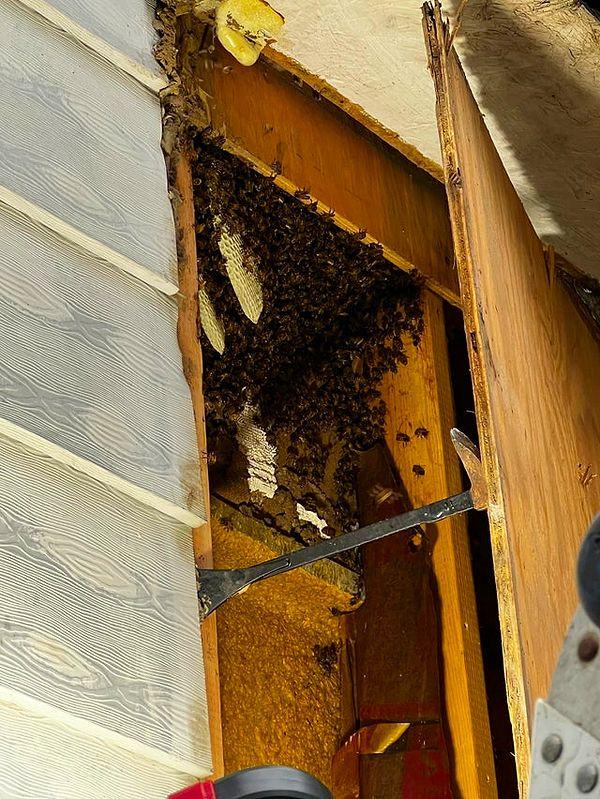9. "Evimin yanında arı yuvası var."