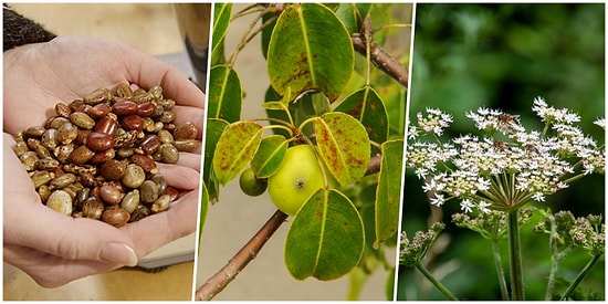 Dünyanın En Tehlikeli Öpücüğü Canınızdan Edebilir! Bilim Kurgu Filmlerini Aratmayan Ölümcül Maddeler