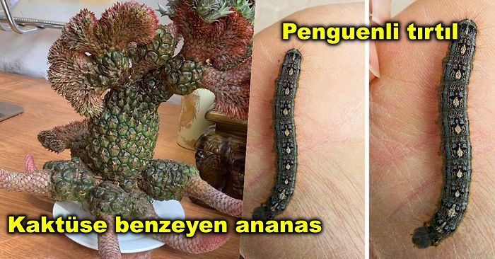 Hayatınızda Ancak Milyonda Bir İhtimalle Denk Gelebileceğiniz Hepsi Birbirinden İlginç Görüntüler