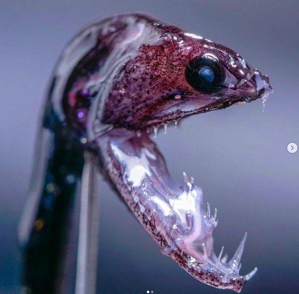 2. Kara deniz ejderhası olarak da bilinen Idiacanthus antrostomus:
