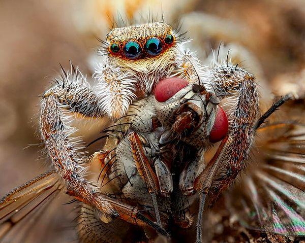 12. Adı 'Salticidae' olan ve avlanan bir örümcek: