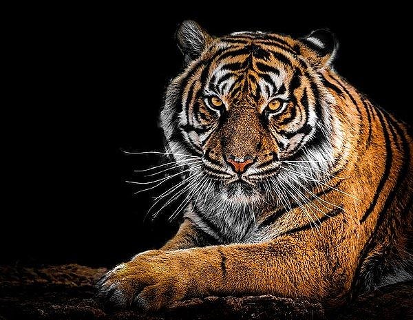 Aslan