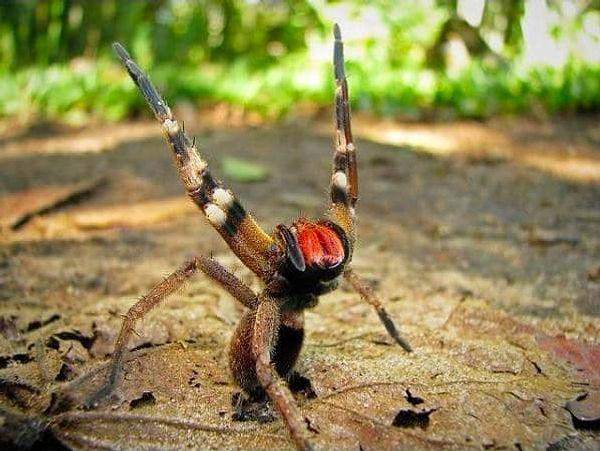 13. Brezilya'da, tek bir ısırığı saatler süren ereksiyonlara neden olan bir örümcek vardır.