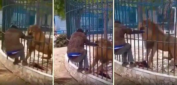 16. Jamaika'da bir hayvanat bahçesinde şov yapma amaçlı elini aslanın ağızına sokan bakıcının elini aslan kaptı.