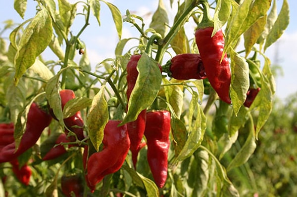 Maraş Biberi-Kahramanmaraş 🌶️🌶️