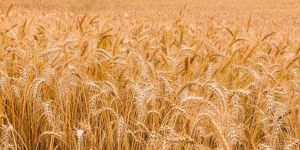 Uzmanlara göre, Türkiye, ithalat ile aldığı buğdayı katma değerli bir şekilde ihraç ederken, sistemsel bir sıkıntı görünmüyor.