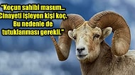Pişman Olup Olmadığı Bilinmeyen Koça Bir Kadını Öldürdüğü Gerekçesiyle 3 Yıl Hapis Cezası Verildi!