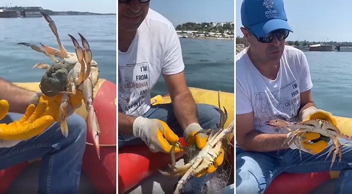 Hayalet Ağa Takılan Anne Yengeci Kurtarıp Yavrularıyla Birlikte Özgürlüğüne Kavuşturan Güzel İnsanlar