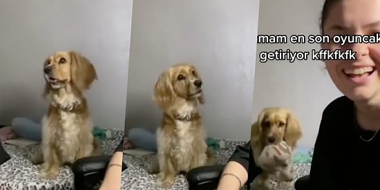 İnsan Dostlarının Ağzından Art Arda En Sevdiği Kelimeleri Duyan Sevimli Köpeğin Şaşkınlık İçinde Kaldığı Anlar