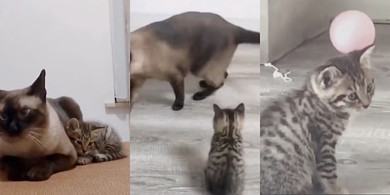 Sevilmek İçin Gözünün İçine Baktığı Kedi Tarafından Umursanmayan Yavru Kedicik Kalbinizi Paramparça Edecek