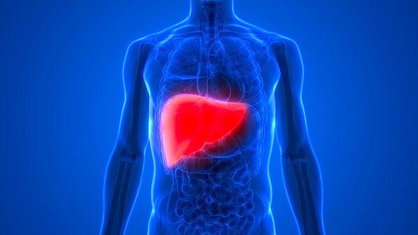 Nakledilecek karaciğer, şiddetli sepsis sonrası ölen 29 yaşındaki bir kadından Mayıs 2021'de alındı.