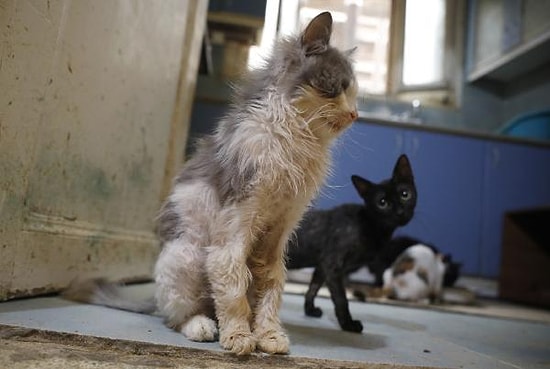 Büyükada'da Kedilerde Salgın İddiası: '4 Ayda Yaklaşık 700 Kedi Öldü'