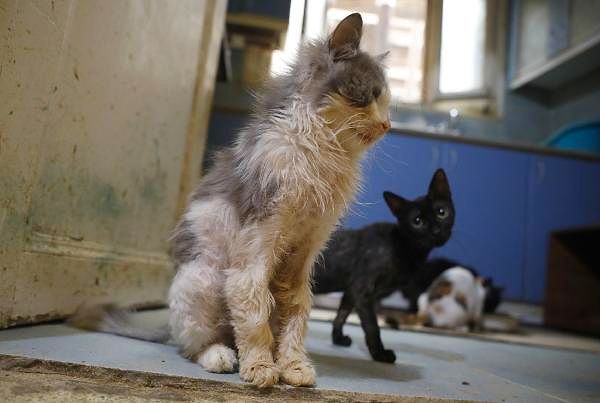 Büyükada Hayvan Kurtarma Gönüllüsü Neslihan Sipahioğlu, "Sorumlu olduğum bölgede 210 kedim vardı, 210 kediden şu an 50'ye düştük" dedi.