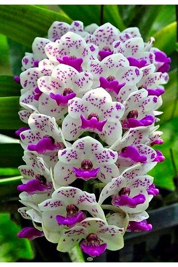 10. Orkide