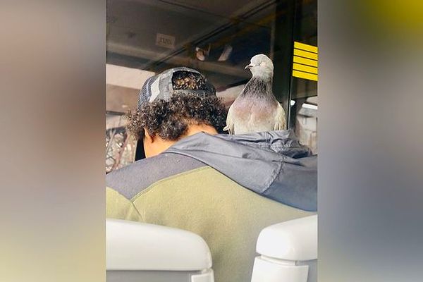 Tramvayda yolculuk yapan güvercinin garip görüntüleri sosyal medyada viral oldu...