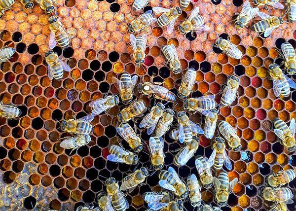 6. Sahte muz aroması yapmak için kullanılan kimyasal bileşik, bal arılarının alarm feromonu olarak kullandığı bileşikle aynıdır. Bu yüzden asla bir arı kovanının yakınında muzlu tatlılar yememeniz gerekir.