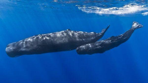 13. İspermeçet balinasının bağırışı o kadar yüksektir ki, ses dalgaları balinaya yakın yüzen bir insanı öldürebilir.