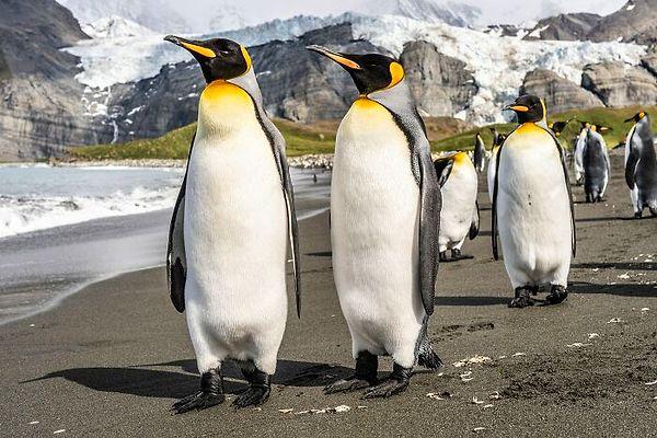 25. Arada bir, bir penguen kolonisinden uzaklaşarak kıtanın iç kısımlarına yani Antarktika'ya doğru ilerlemeye başlar.